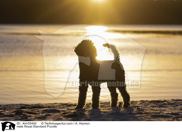 Kleinpudel Rde / male Royal Standard Poodle / AH-05492