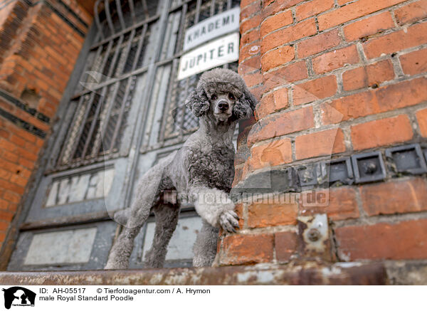 Kleinpudel Rde / male Royal Standard Poodle / AH-05517