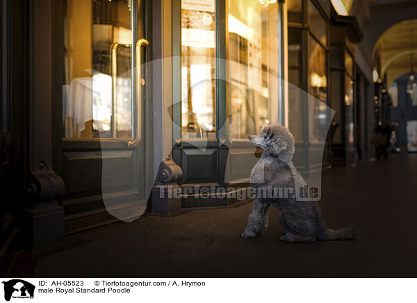 Kleinpudel Rde / male Royal Standard Poodle / AH-05523