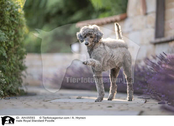 Kleinpudel Rde / male Royal Standard Poodle / AH-05593