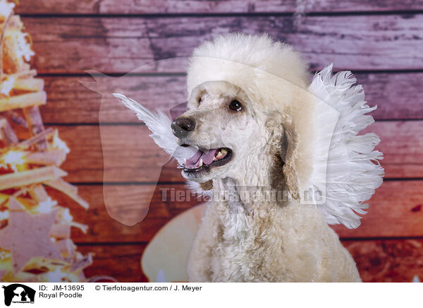 Kleinpudel / Royal Poodle / JM-13695