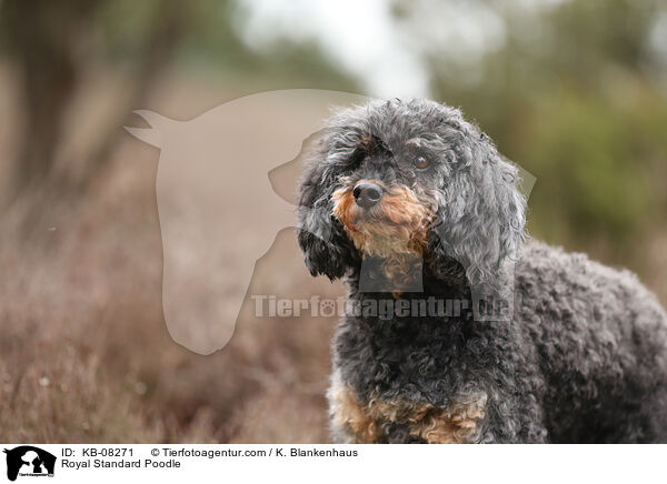Royal Standard Poodle / KB-08271
