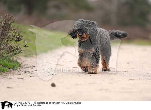 Royal Standard Poodle / KB-08279