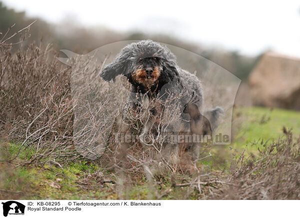 Royal Standard Poodle / KB-08295