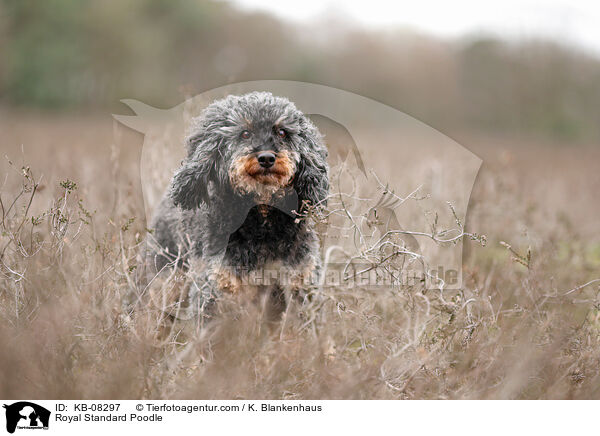 Royal Standard Poodle / KB-08297
