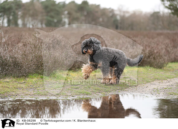 Royal Standard Poodle / KB-08298