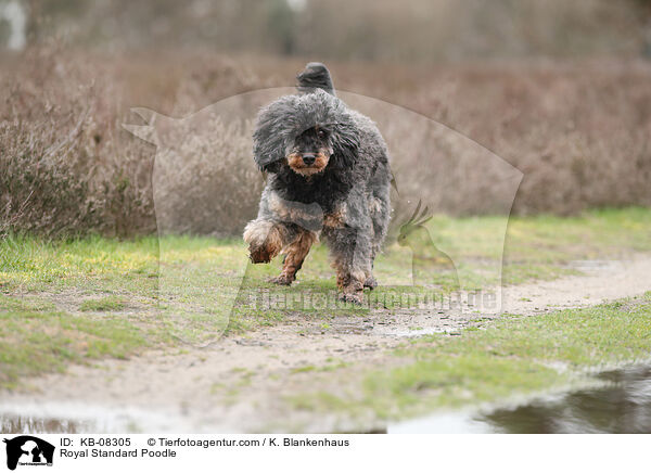 Royal Standard Poodle / KB-08305
