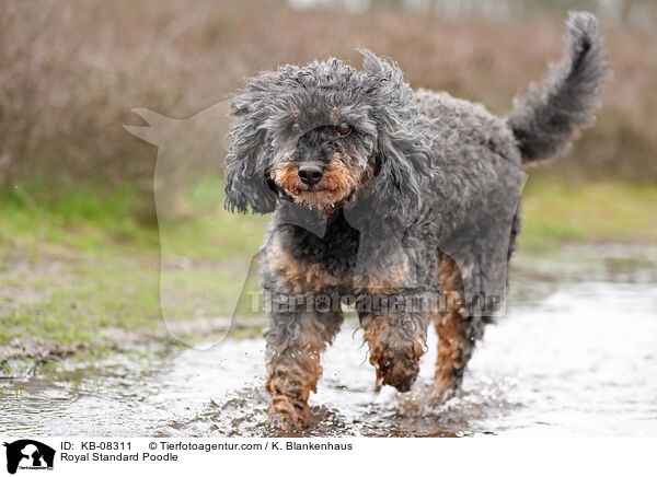 Kleinpudel / Royal Standard Poodle / KB-08311