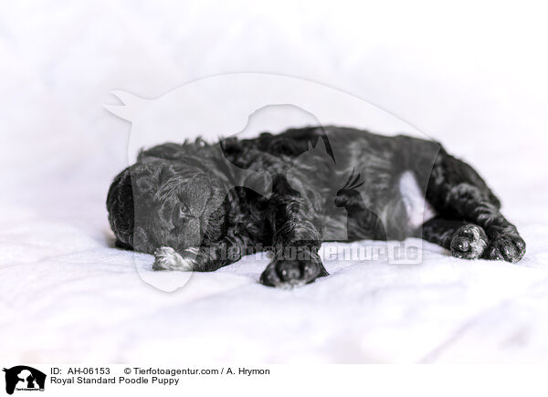 Kleinpudel Welpe / Royal Standard Poodle Puppy / AH-06153