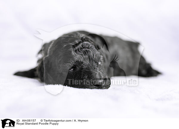 Kleinpudel Welpe / Royal Standard Poodle Puppy / AH-06157