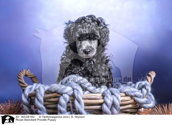 Kleinpudel Welpe / Royal Standard Poodle Puppy / AH-06162