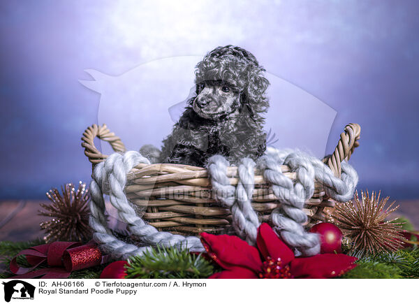 Royal Standard Poodle Puppy / AH-06166