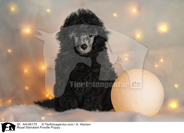 Royal Standard Poodle Puppy / AH-06175