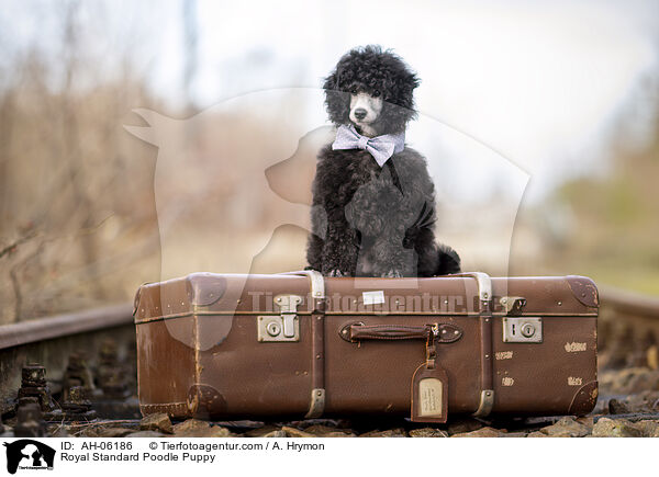 Kleinpudel Welpe / Royal Standard Poodle Puppy / AH-06186