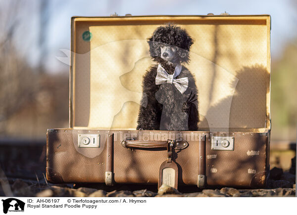 Kleinpudel Welpe / Royal Standard Poodle Puppy / AH-06197