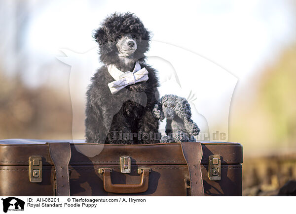 Kleinpudel Welpe / Royal Standard Poodle Puppy / AH-06201
