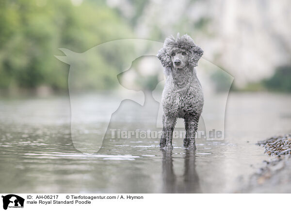 male Royal Standard Poodle / AH-06217