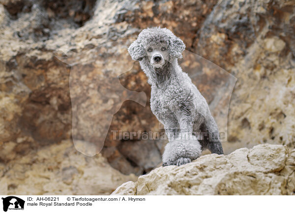 Kleinpudel Rde / male Royal Standard Poodle / AH-06221