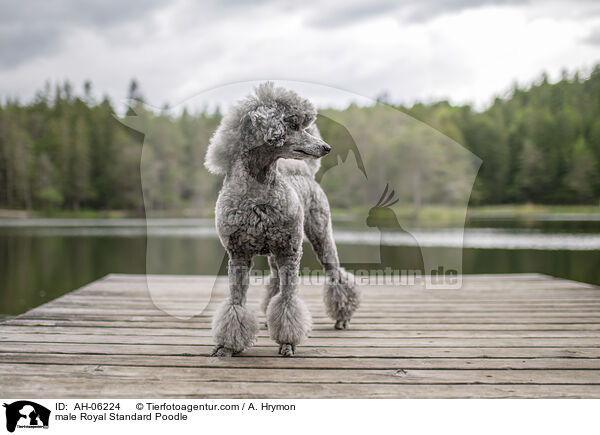 male Royal Standard Poodle / AH-06224