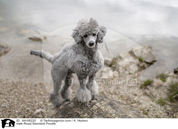Kleinpudel Rde / male Royal Standard Poodle / AH-06225
