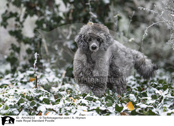 Kleinpudel Rde / male Royal Standard Poodle / AH-06232