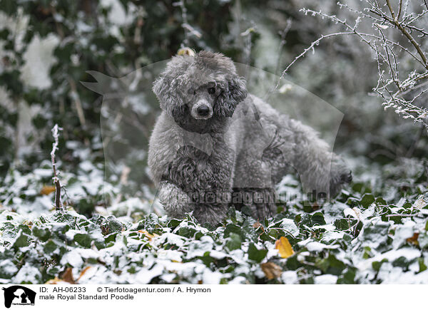 male Royal Standard Poodle / AH-06233