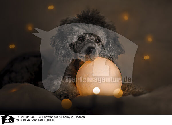 Kleinpudel Rde / male Royal Standard Poodle / AH-06236