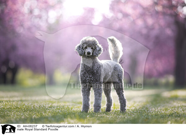 Kleinpudel Rde / male Royal Standard Poodle / AH-06237