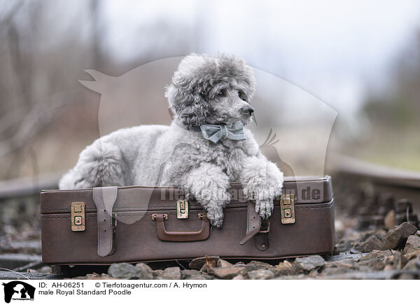 Kleinpudel Rde / male Royal Standard Poodle / AH-06251