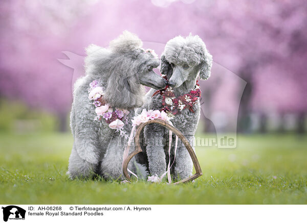 Kleinpudel Hndinnen / female Royal Standard Poodles / AH-06268