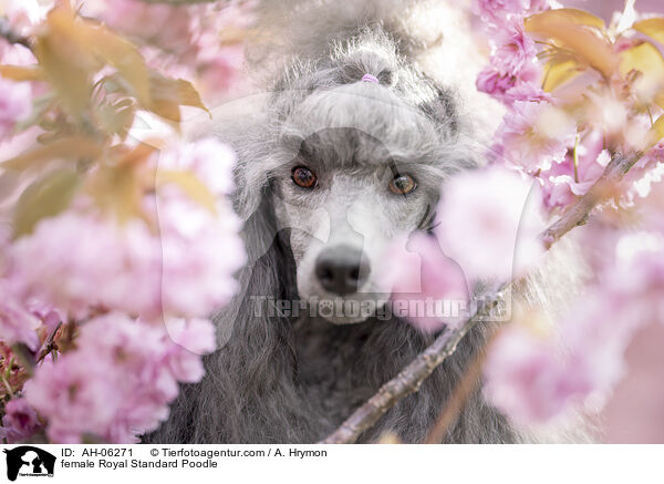 Kleinpudel H�ndin / female Royal Standard Poodle / AH-06271