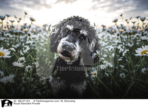 Kleinpudel / Royal Standard Poodle / BE-01133