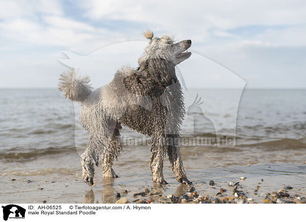 Kleinpudel Rde / male Royal Standard Poodle / AH-06525