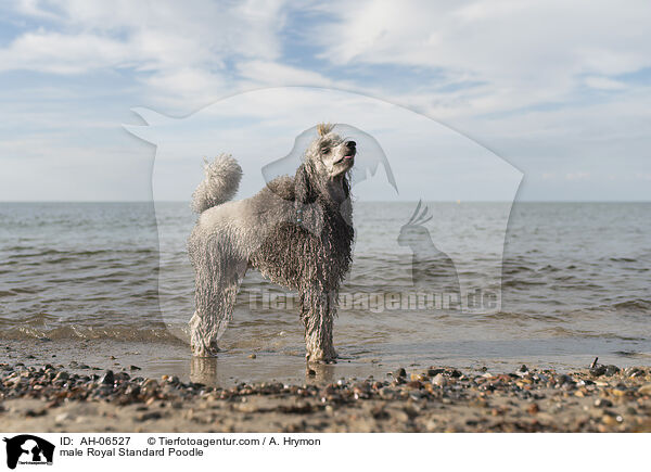 Kleinpudel Rde / male Royal Standard Poodle / AH-06527