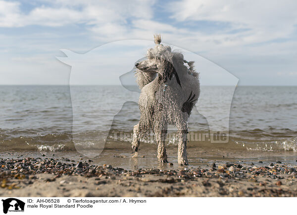 Kleinpudel Rde / male Royal Standard Poodle / AH-06528