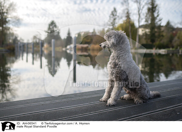Kleinpudel Rde / male Royal Standard Poodle / AH-06541