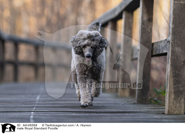 male Royal Standard Poodle / AH-06568