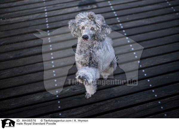 Kleinpudel R�de / male Royal Standard Poodle / AH-06576