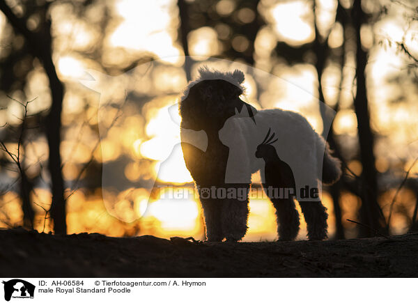 Kleinpudel Rde / male Royal Standard Poodle / AH-06584