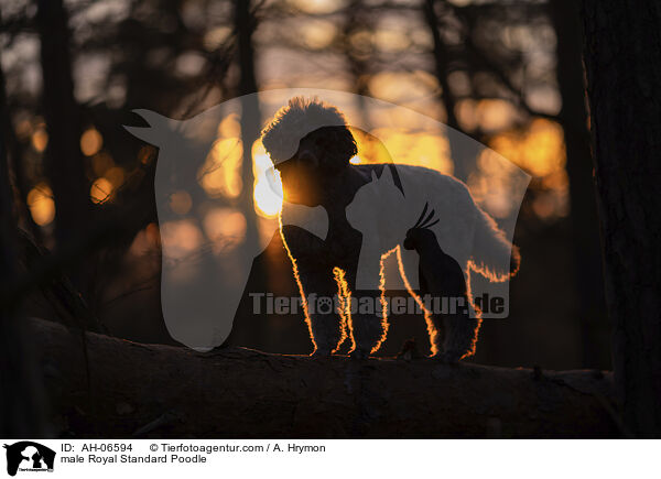 Kleinpudel Rde / male Royal Standard Poodle / AH-06594