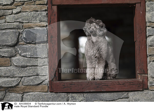 Kleinpudel Rde / male Royal Standard Poodle / AH-06604