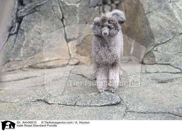 Kleinpudel Rde / male Royal Standard Poodle / AH-06610