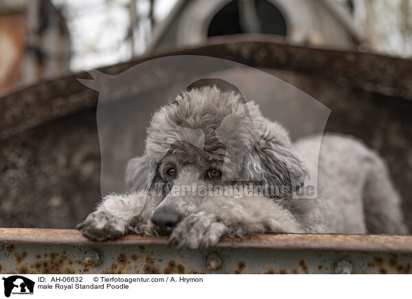 Kleinpudel Rde / male Royal Standard Poodle / AH-06632