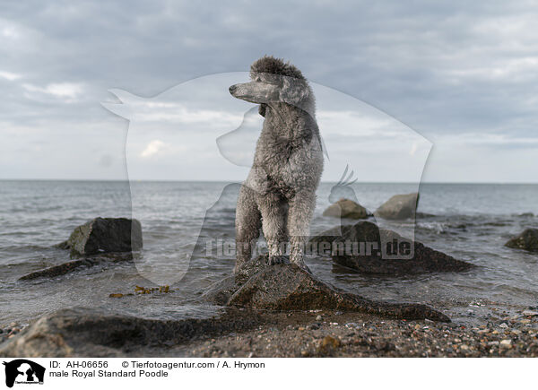 Kleinpudel Rde / male Royal Standard Poodle / AH-06656