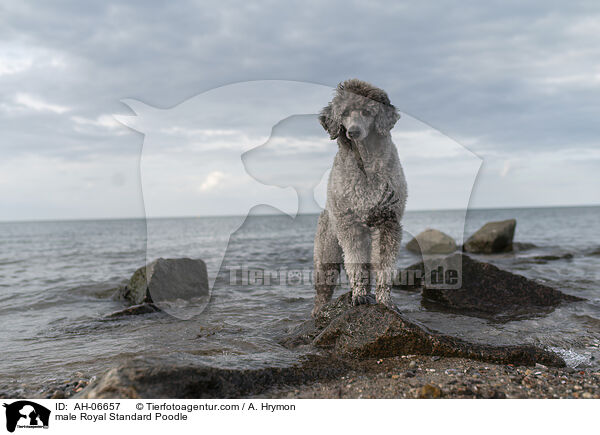 Kleinpudel Rde / male Royal Standard Poodle / AH-06657