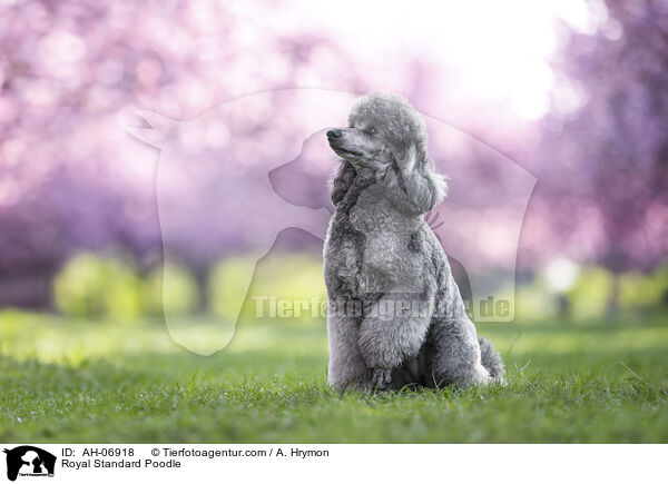 Kleinpudel / Royal Standard Poodle / AH-06918