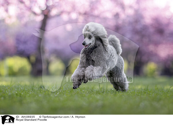 Kleinpudel / Royal Standard Poodle / AH-06935