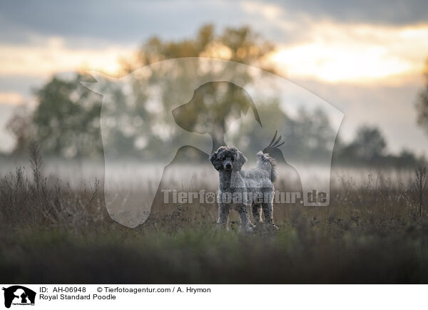 Royal Standard Poodle / AH-06948