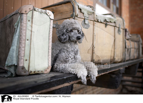 Kleinpudel / Royal Standard Poodle / AH-06960