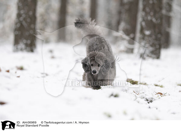 Kleinpudel / Royal Standard Poodle / AH-06969